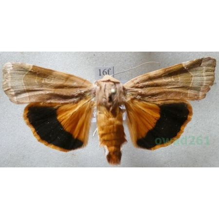 Noctua fimbriata (Schreber, 1759) Rolnica aksamitka Czech16f